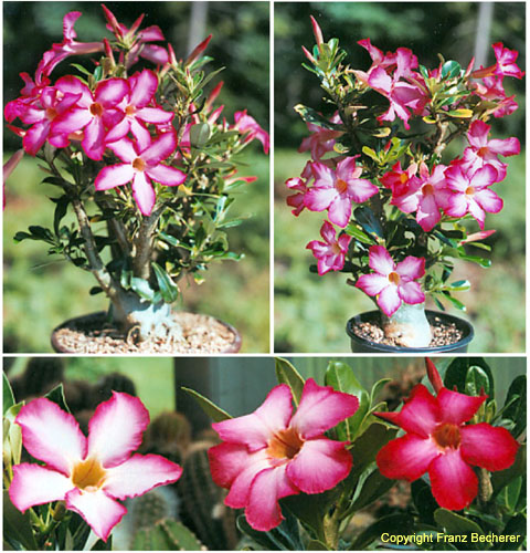 Adenium obesum 3 Blütenfarben