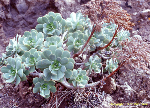 Aeonium haworthii