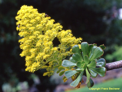 Aeonium hylochrysum Blüte Ros