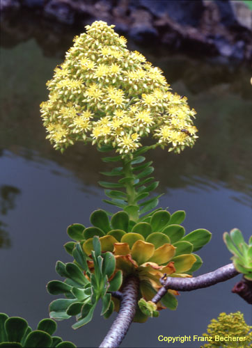 Aeonium manriqueorum