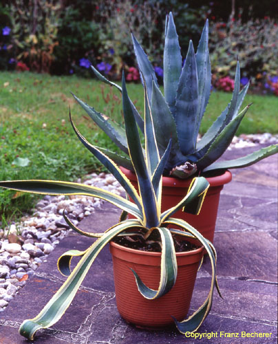 Agave americana var marginata