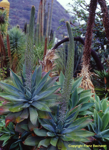 Agave attenuata Gran Canaria