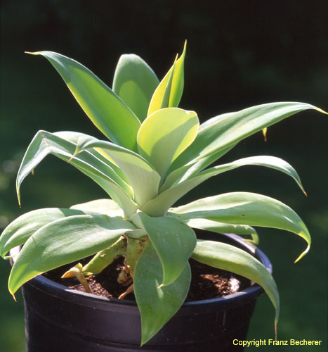 Agave attenuata