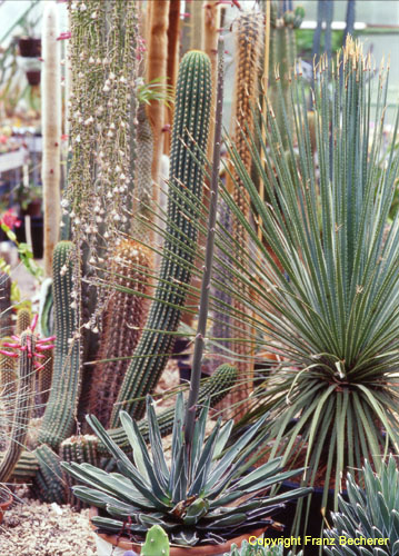 Agave fernandis regis