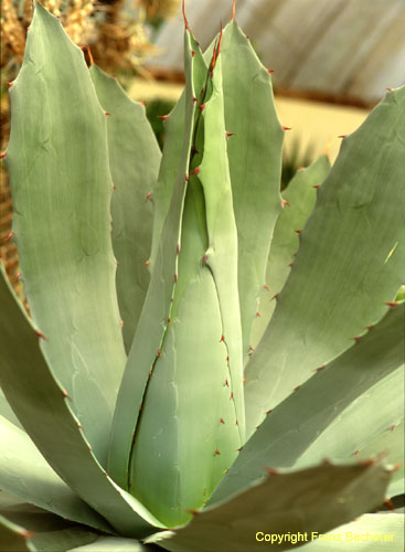 Agave potatorum 2