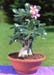 Adenium obesum 2