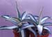 Agave am var mediopicta fa alba 1