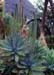 Agave attenuata Gran Canaria