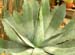 Agave potatorum 1